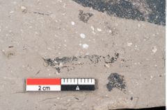 Foto (Detailansicht) von Persea speciosa Heer (NHMW-GEO-2024-0188-7995)